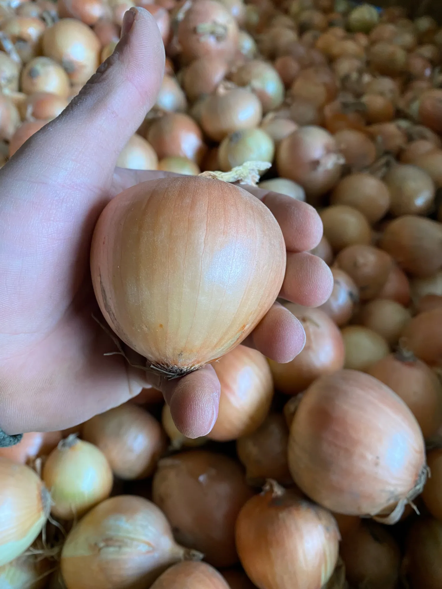 Gele Tarescco uien verkrijgbaar in 25kg of los