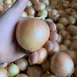 Gele Tarescco uien verkrijgbaar in 25kg of los