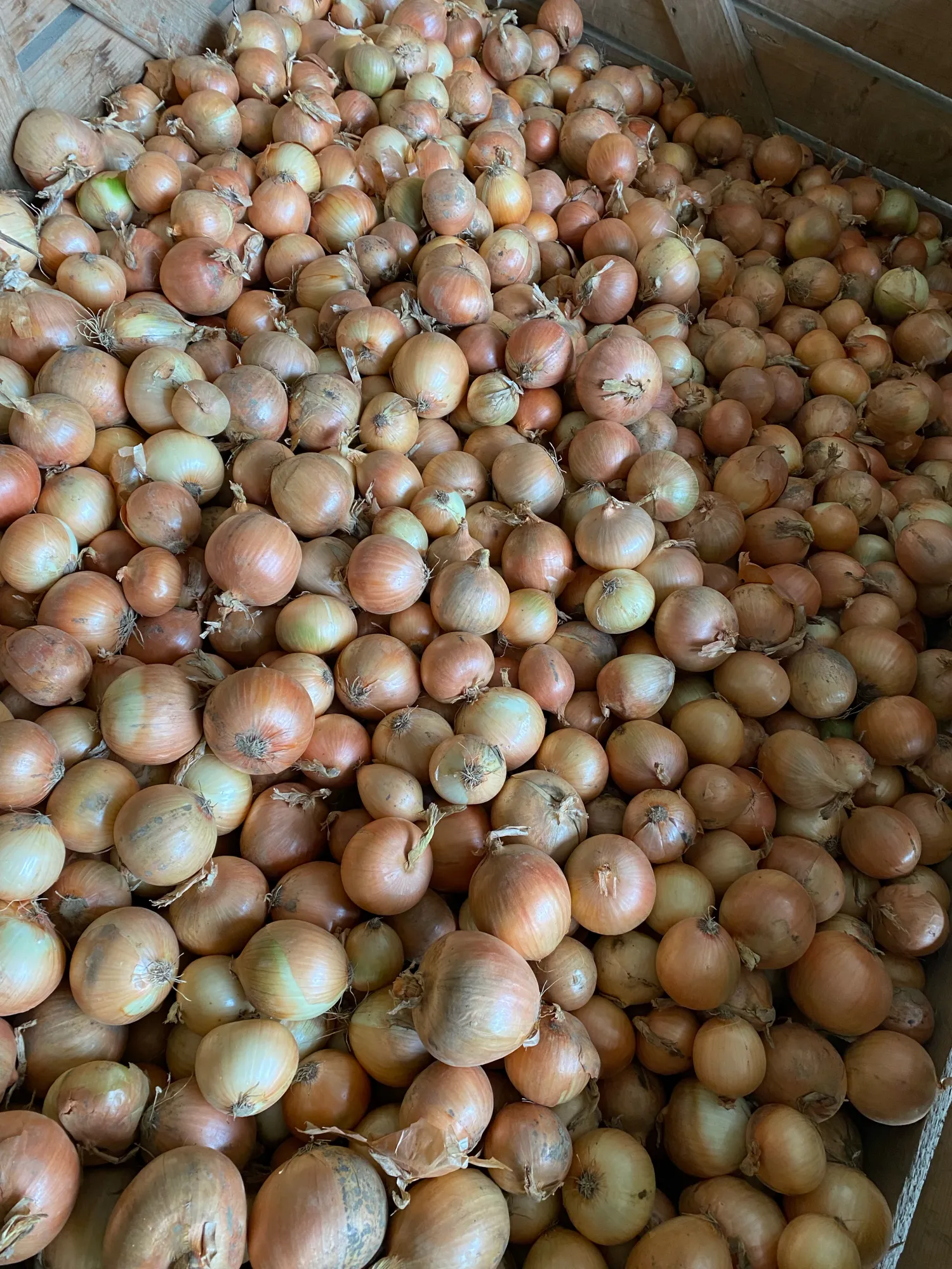 Gele Tarescco uien verkrijgbaar in 25kg of los