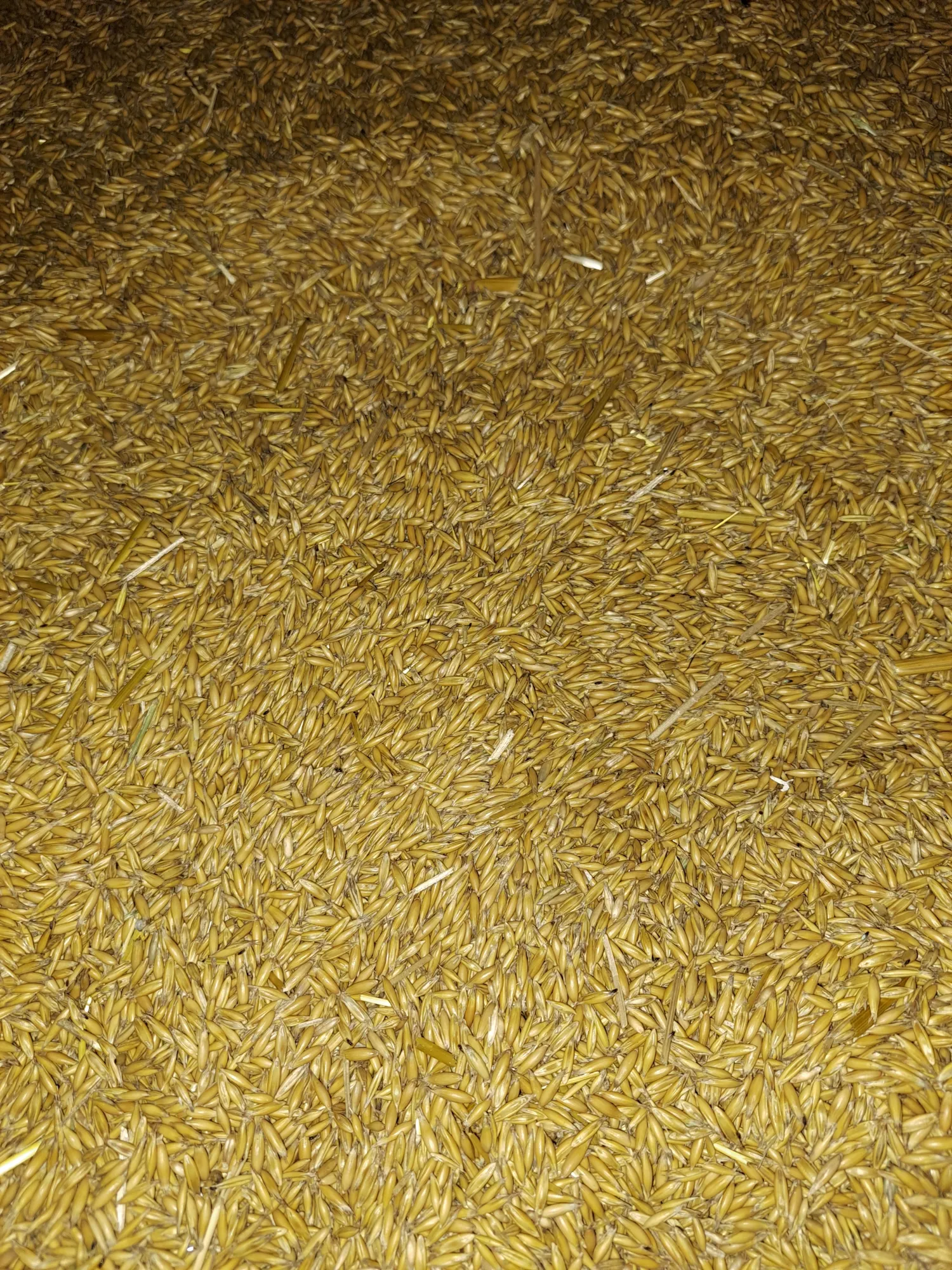 Voerhaver te koop | Topkwaliteit voor uw vee