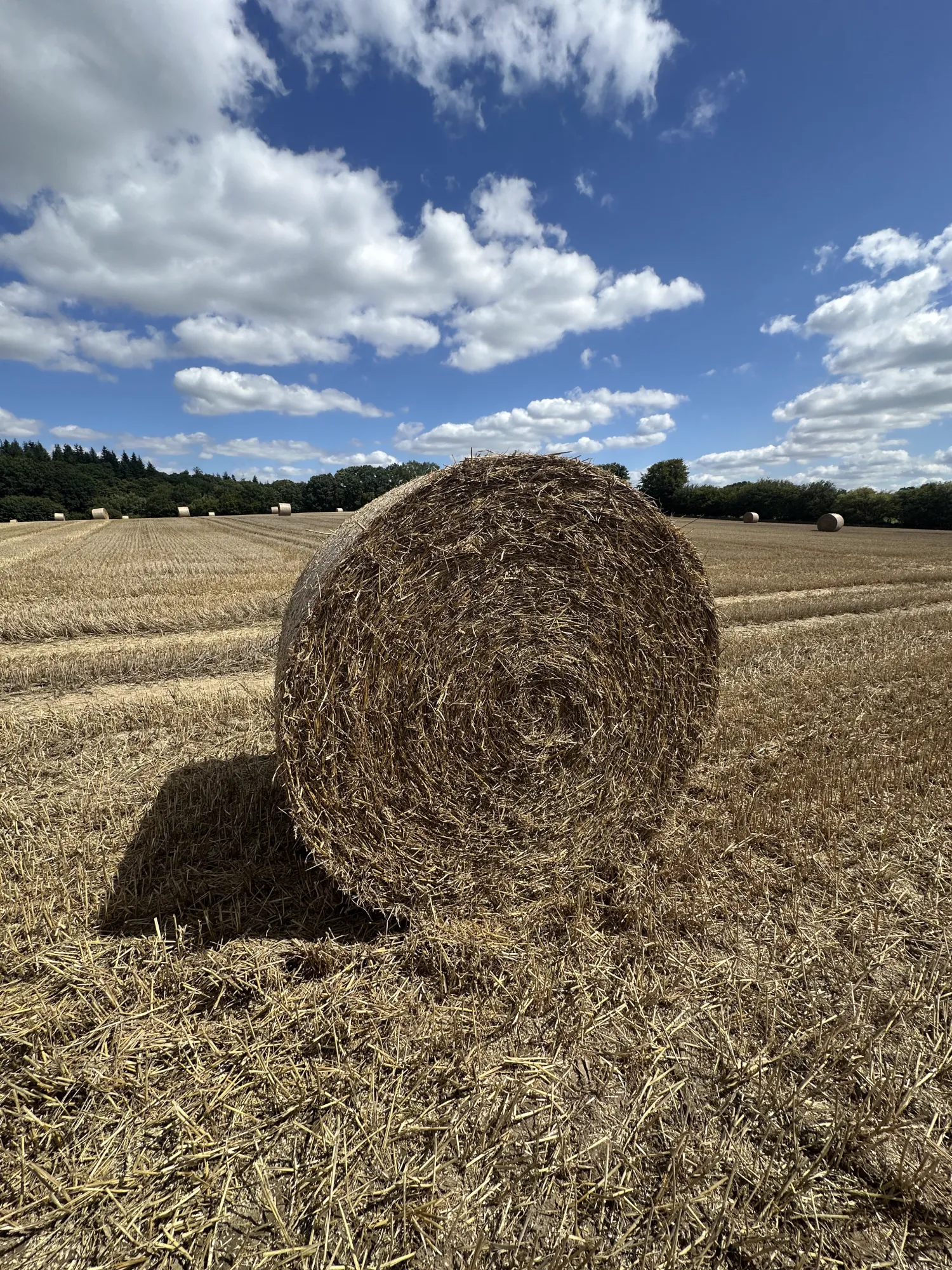 Tarwe Stro Rondbalen 1,6m te Koop