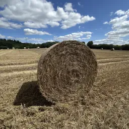 Tarwe Stro Rondbalen 1,6m te Koop