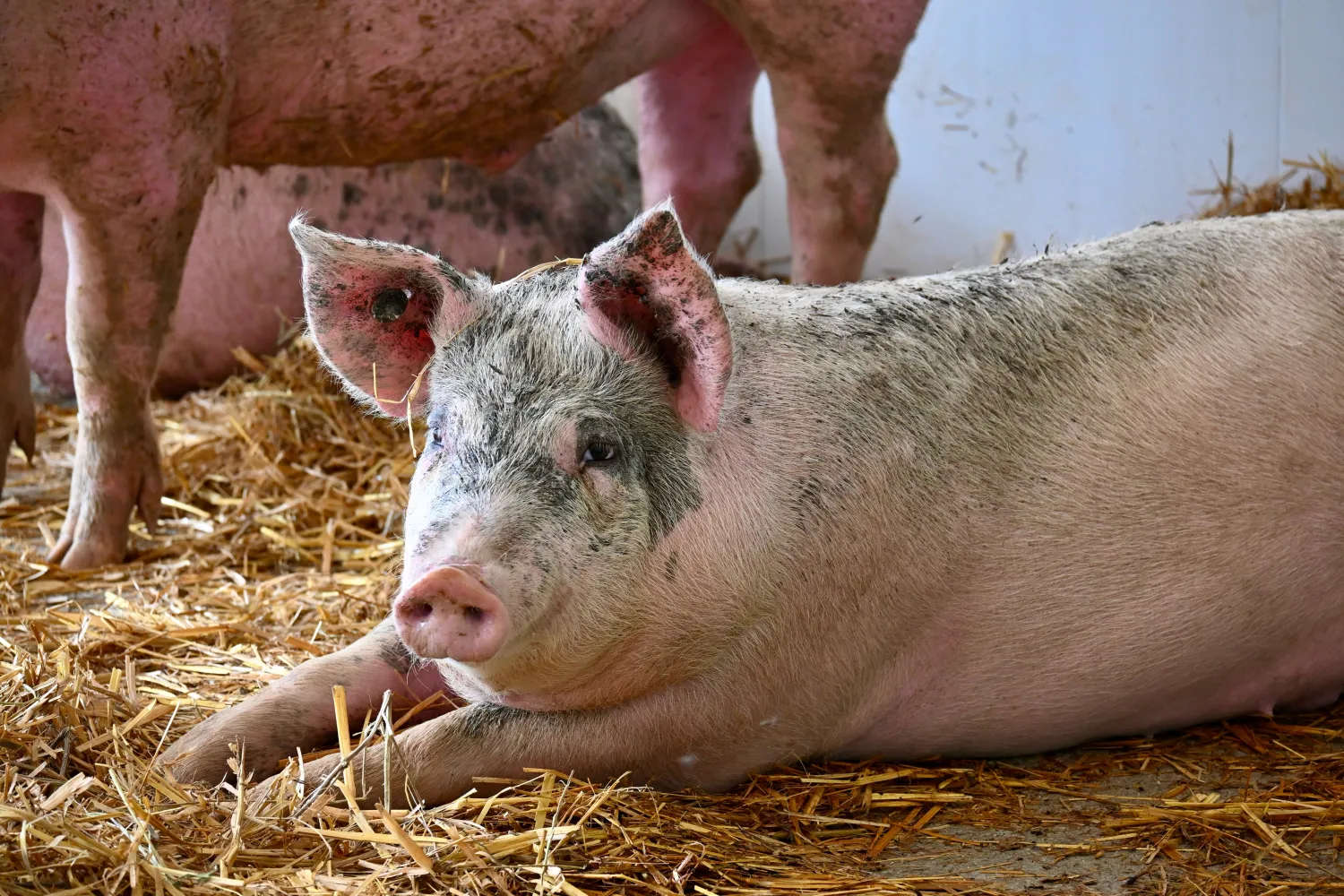Bio-Futtergetreide & -Leguminosen gesucht | Norddeutschland