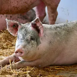 Bio-Futtergetreide & -Leguminosen gesucht | Norddeutschland