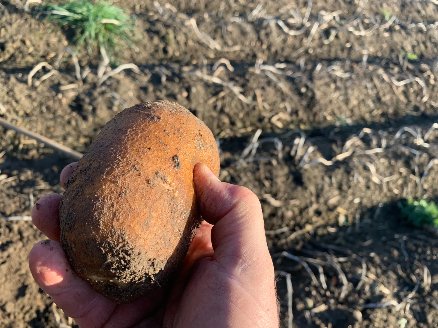 Aardappelen "Napoleon" kopen | 500 ton beschikbaar
