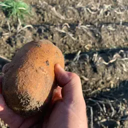 Aardappelen "Napoleon" kopen | 500 ton beschikbaar