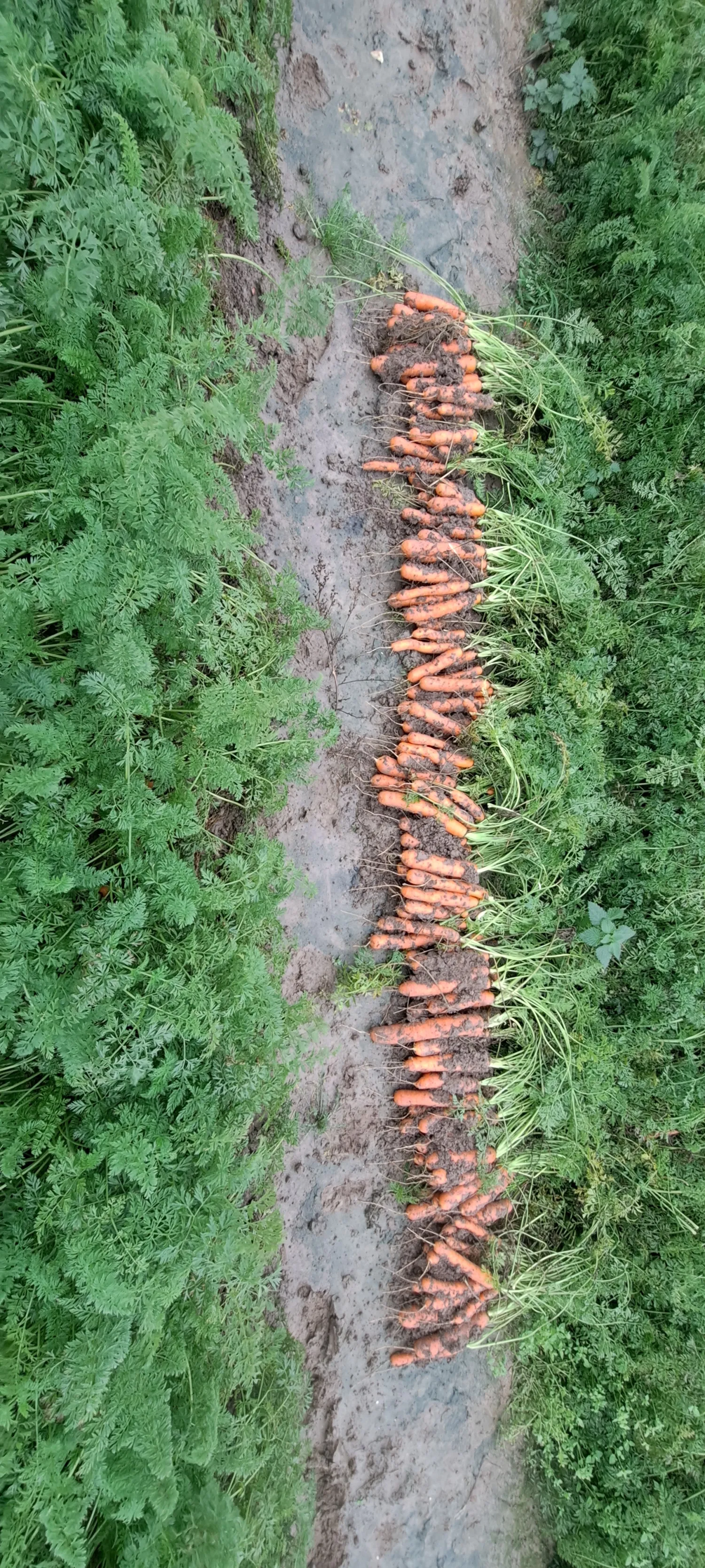 8 Hectare Nerac Wortels Te Koop | Verse oogst