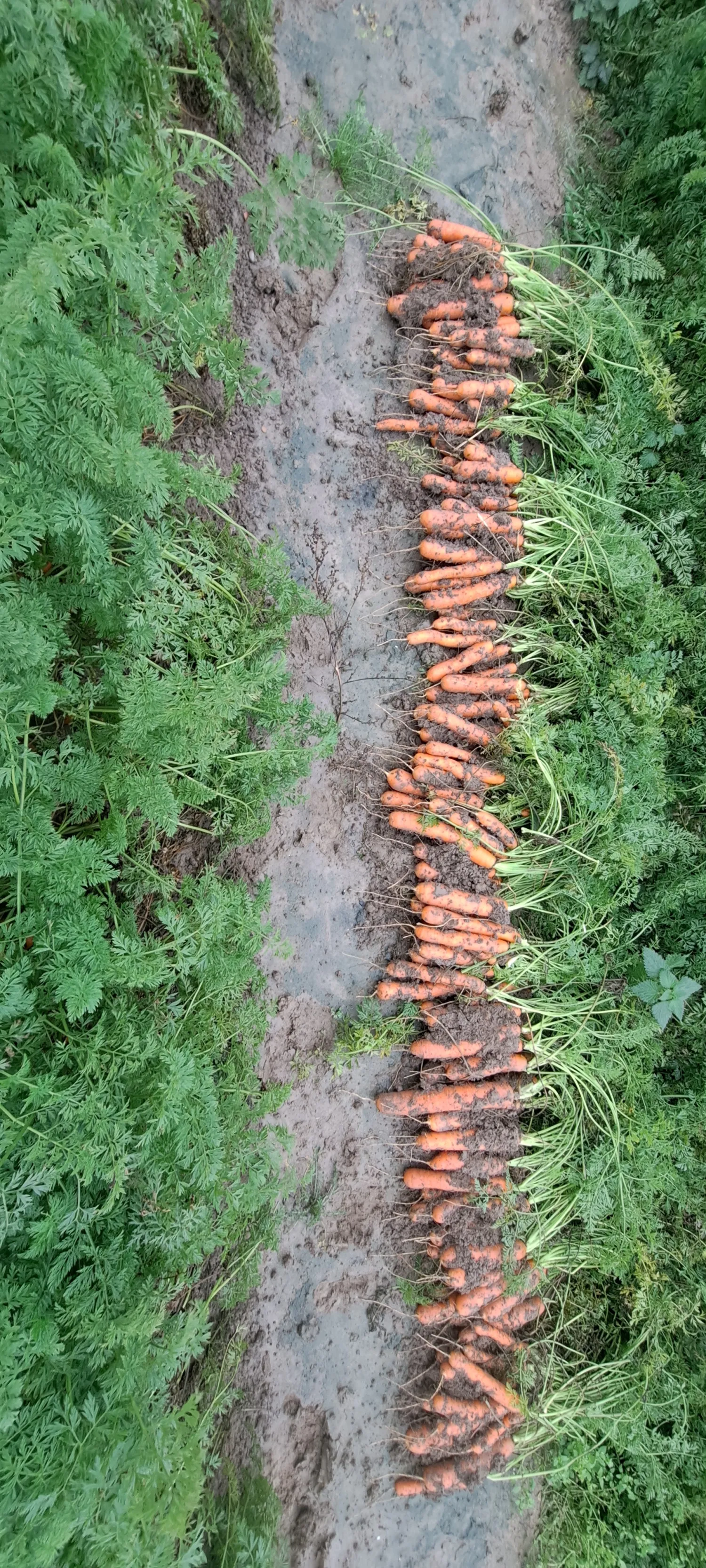 8 Hectare Nerac Wortels Te Koop | Verse oogst