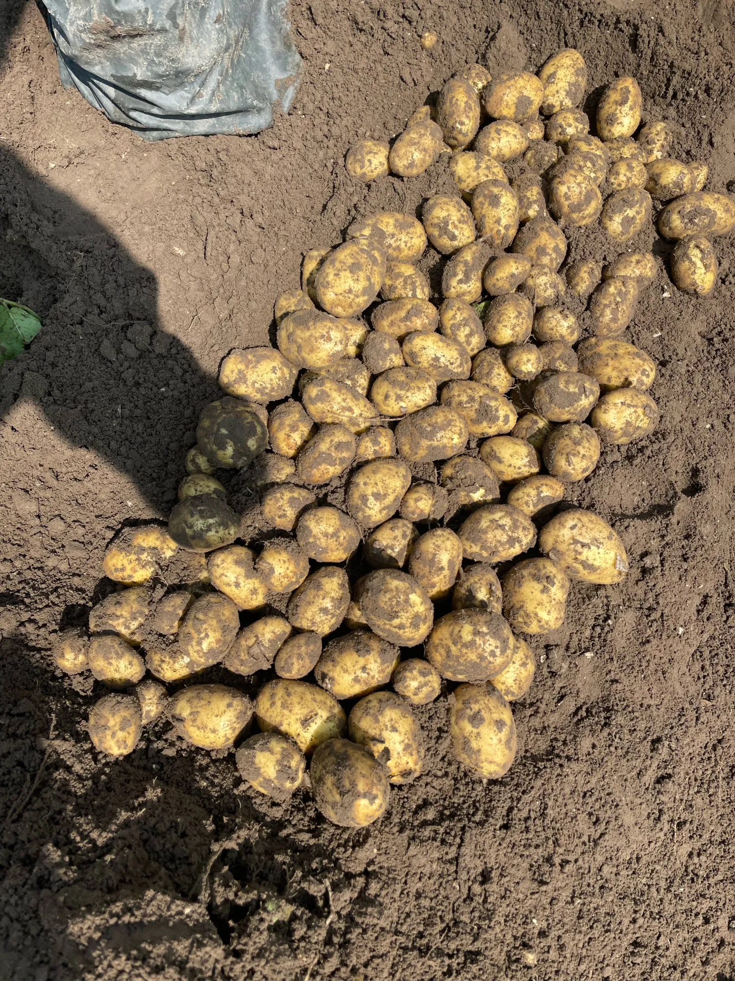 Agria PB3 & PB4 Aardappelen: PMTV Vrij, Erwinia 0