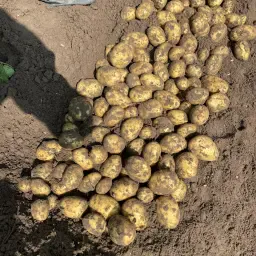 Agria PB3 & PB4 Aardappelen: PMTV Vrij, Erwinia 0