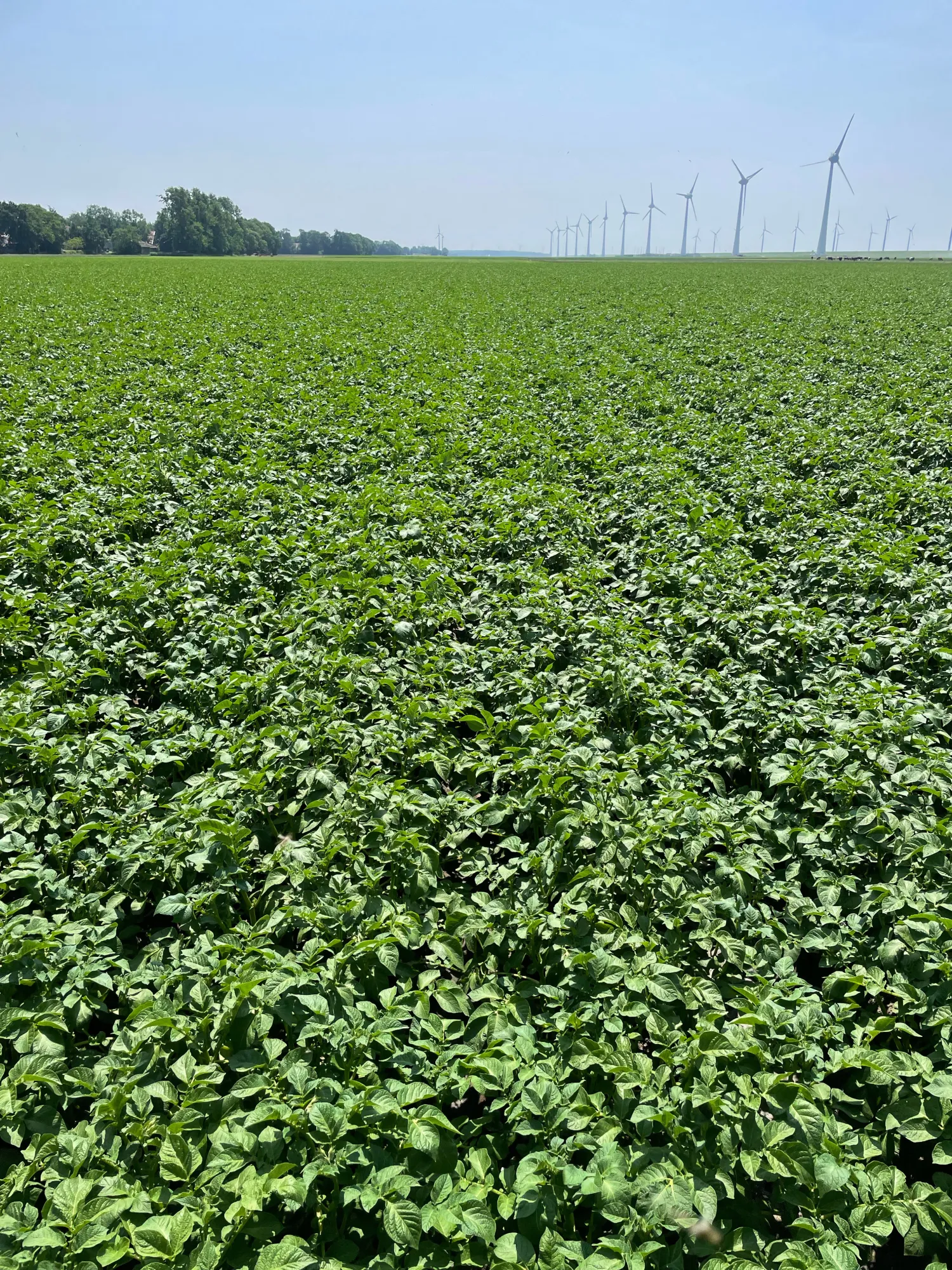 Agria PB3 & PB4 Aardappelen: PMTV Vrij, Erwinia 0