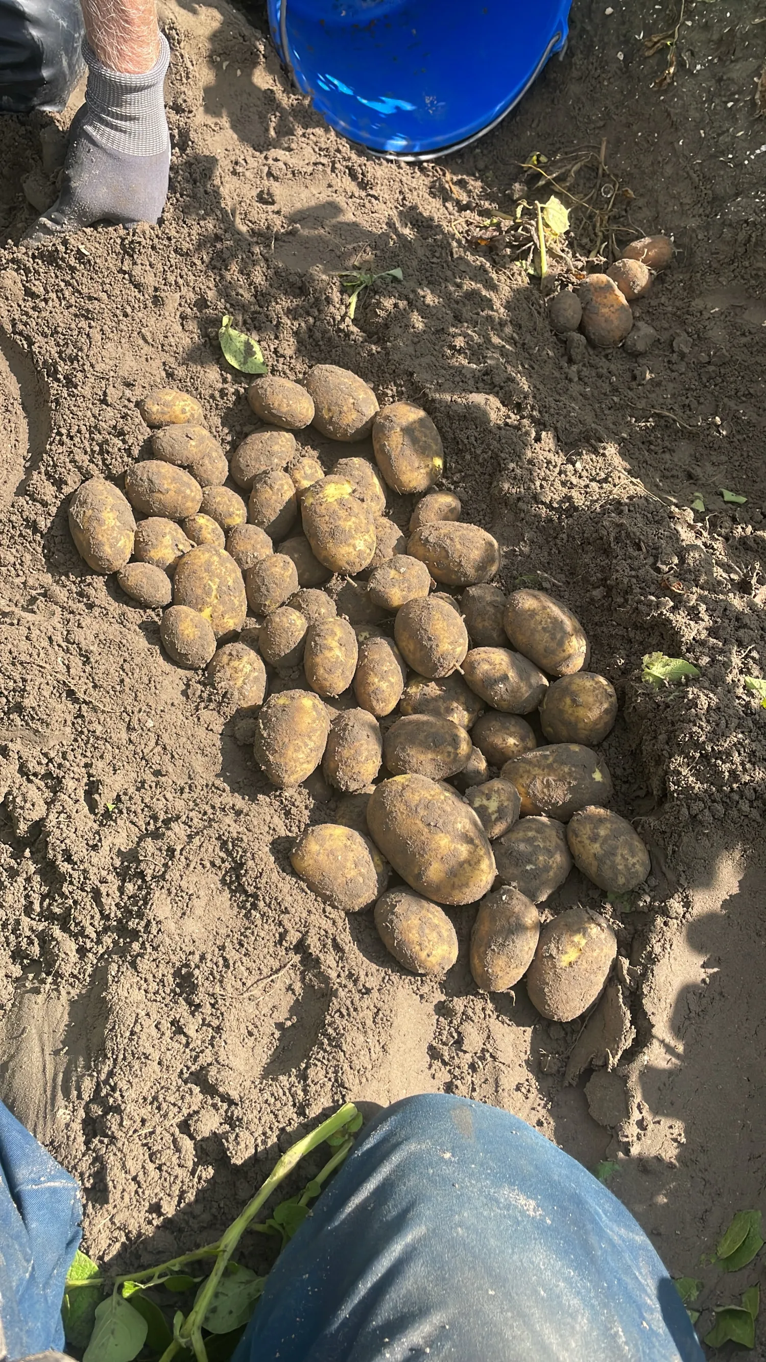 Agria PB3 & PB4 Aardappelen: PMTV Vrij, Erwinia 0