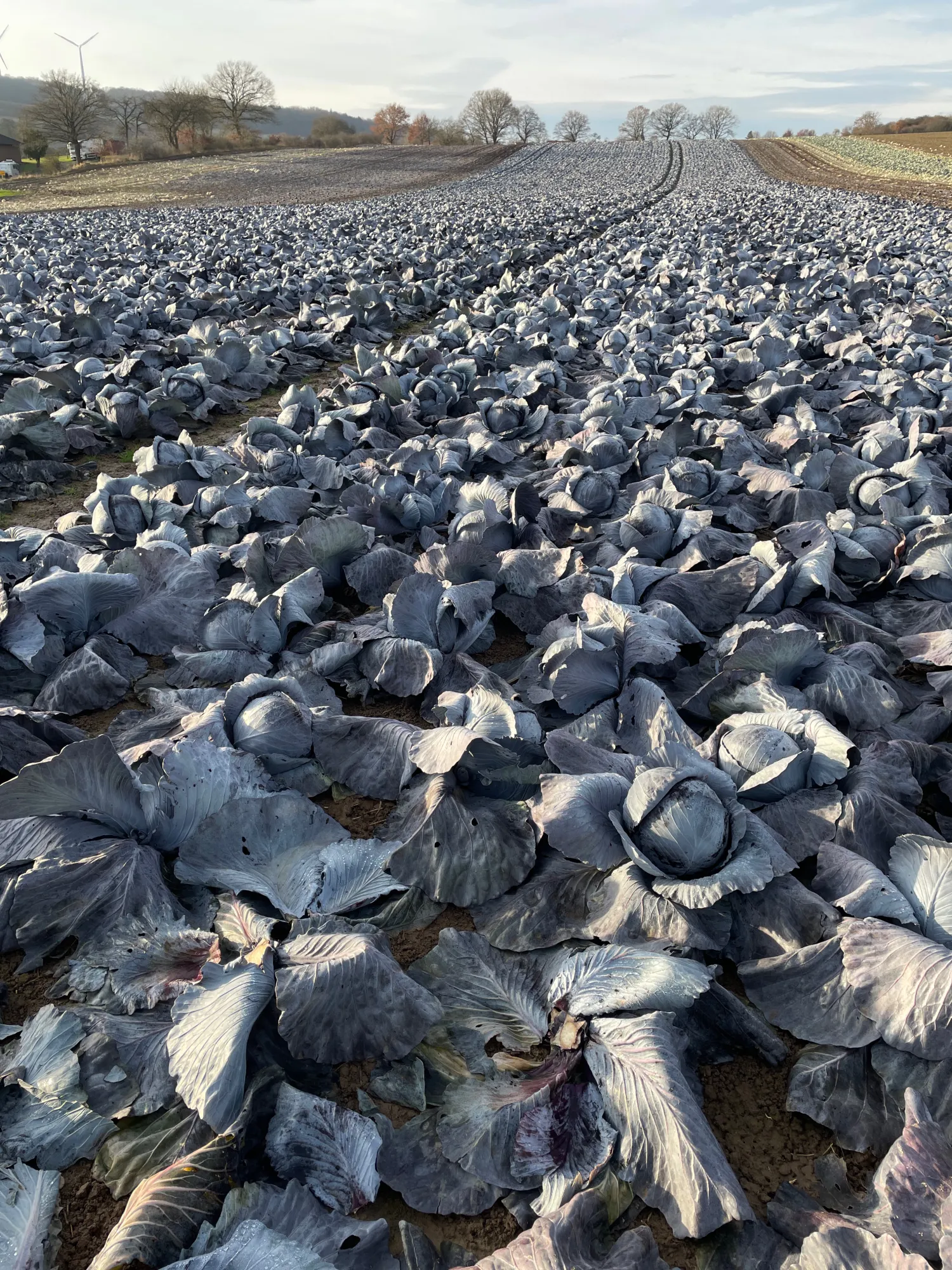 Hvidkål & Rødkål til salg - 200 tons tilgængelig