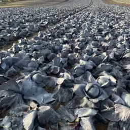 Hvidkål & Rødkål til salg - 200 tons tilgængelig