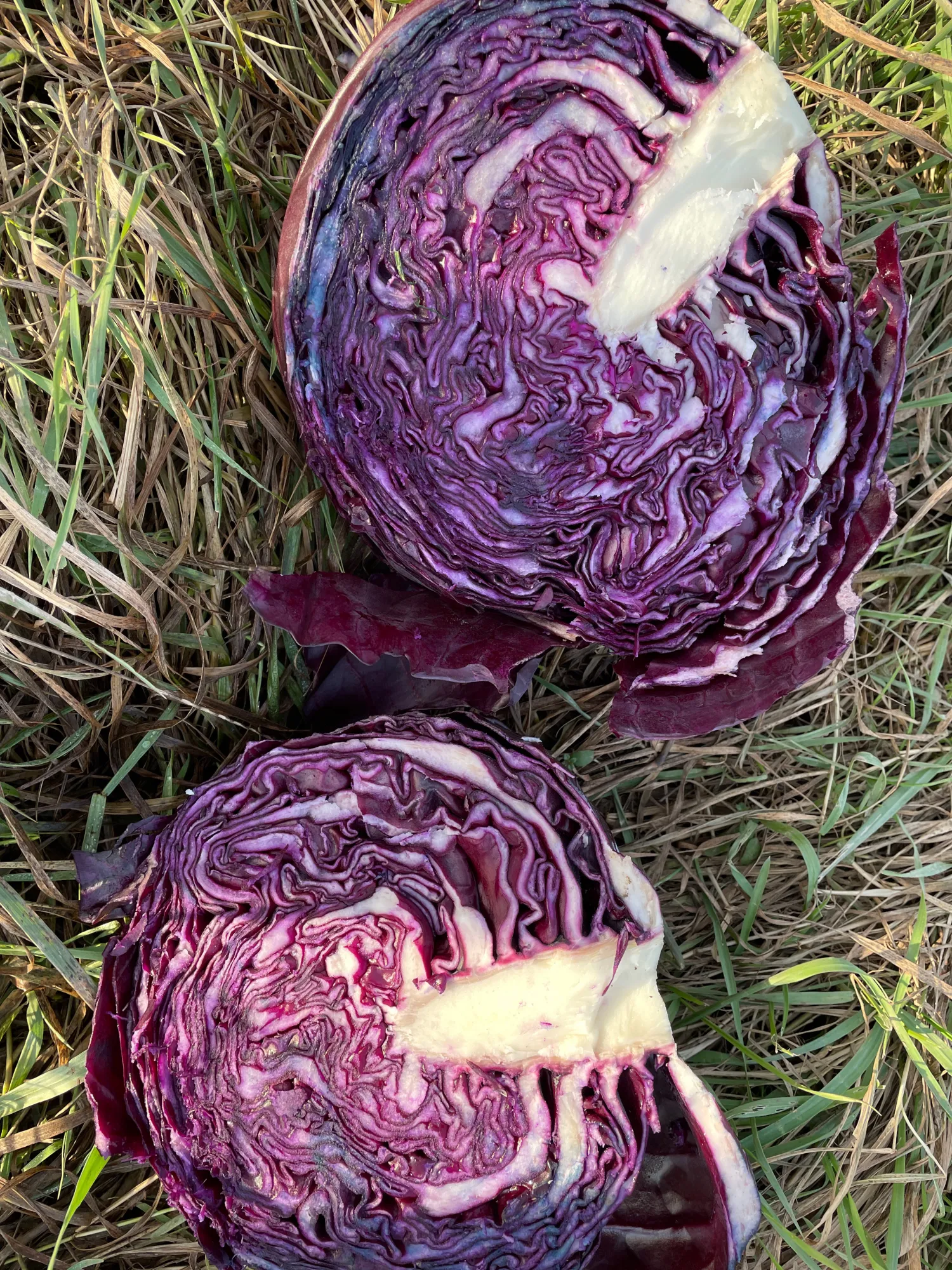 Hvidkål & Rødkål til salg - 200 tons tilgængelig