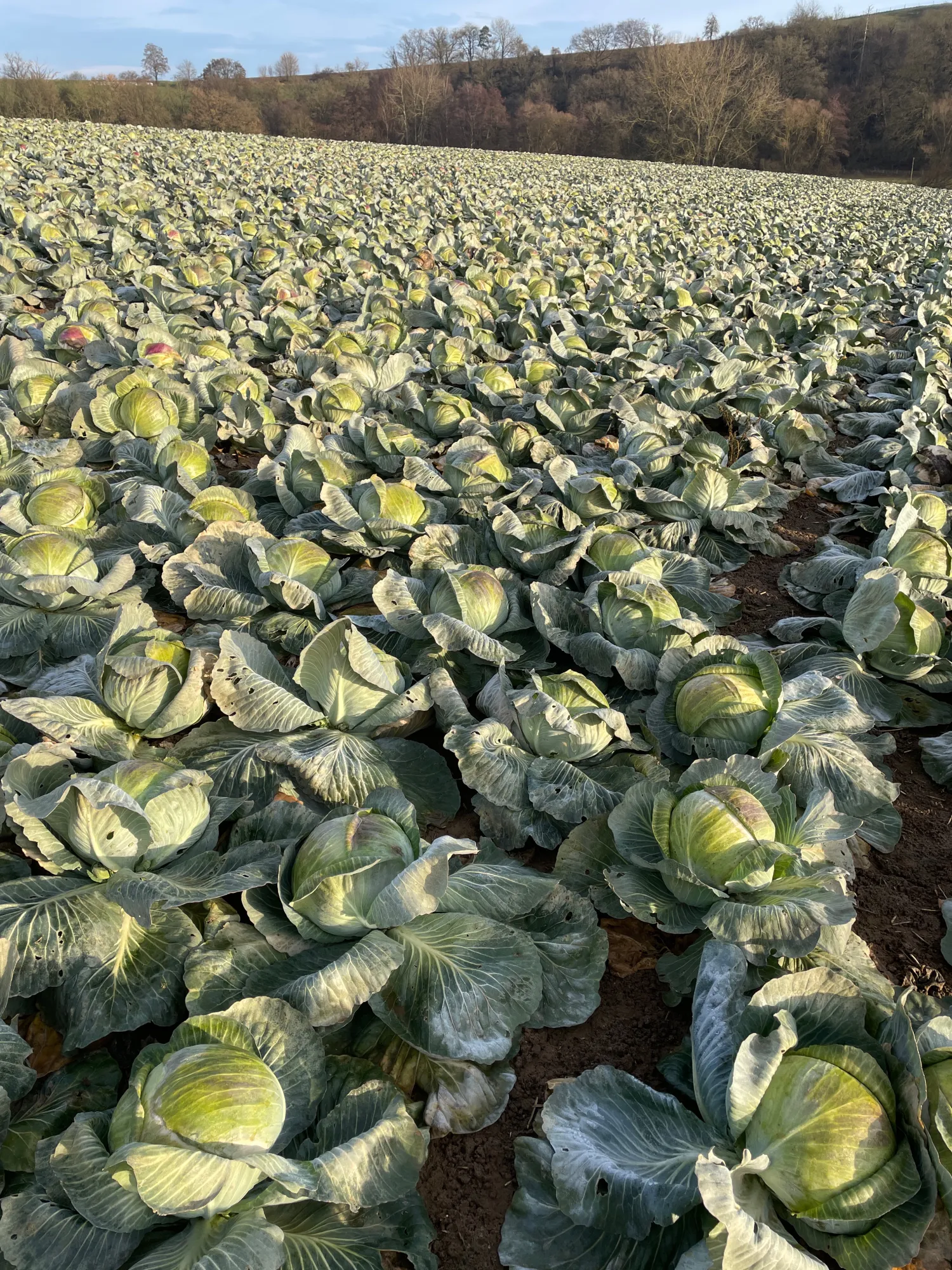 Hvidkål & Rødkål til salg - 200 tons tilgængelig