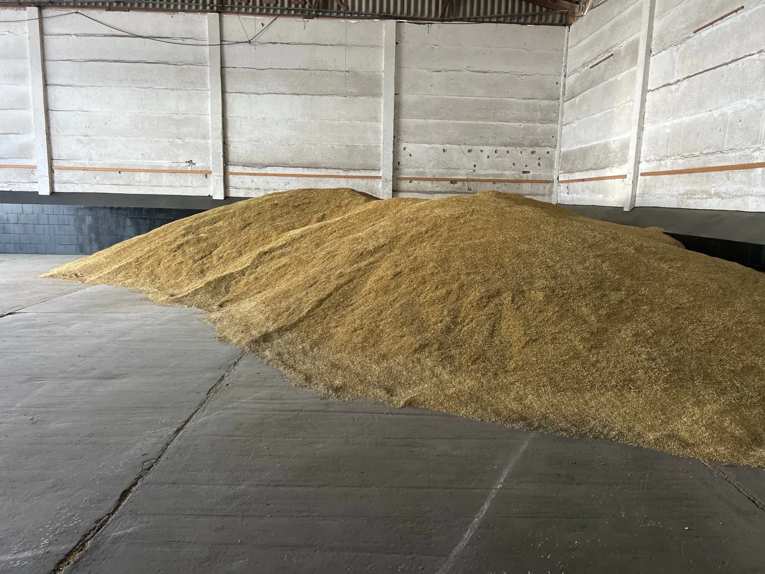 Haver, oogst 2025, Lion-variëteit