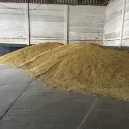 Haver, oogst 2025, Lion-variëteit