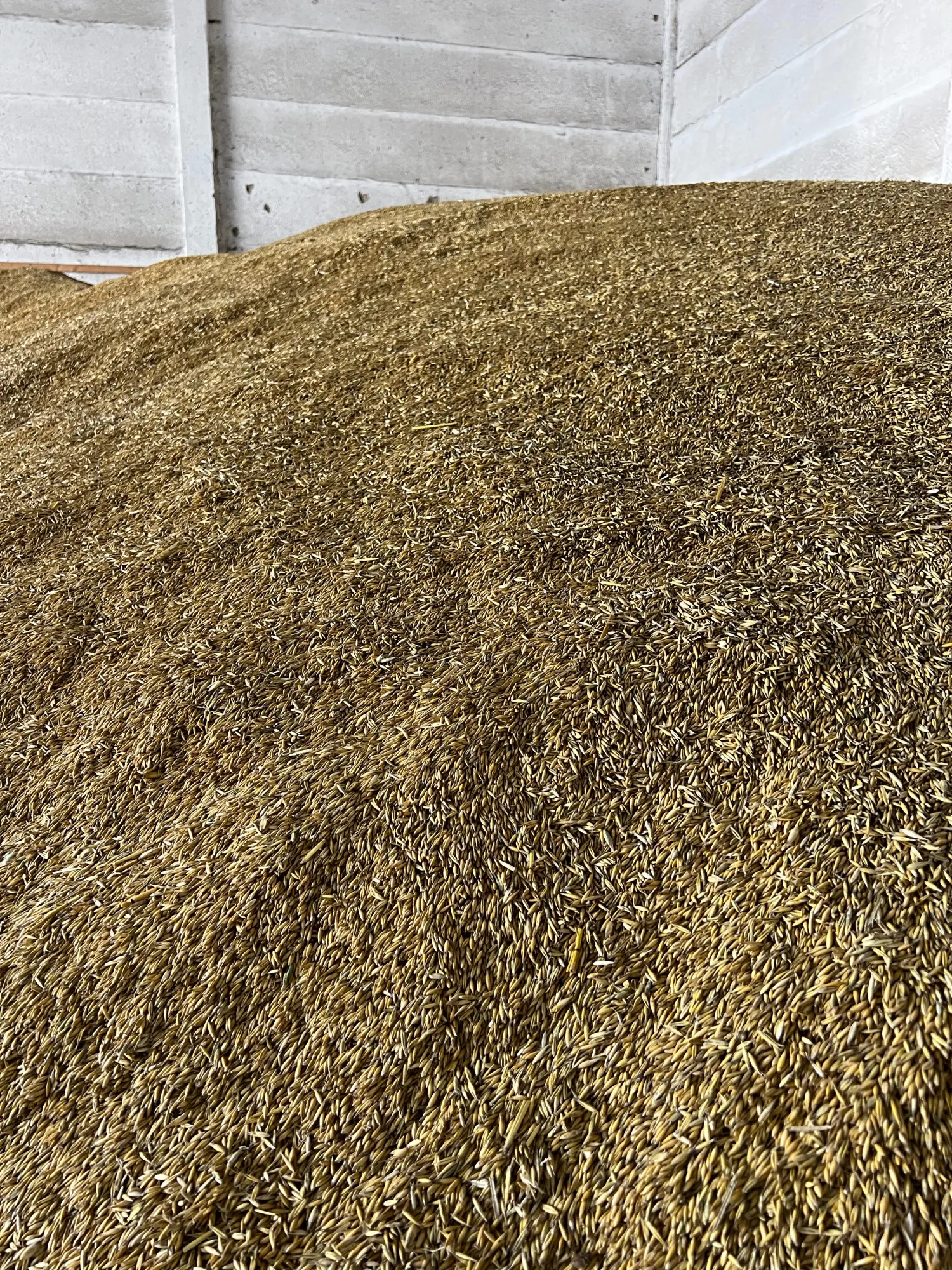 Haver, oogst 2025, Lion-variëteit