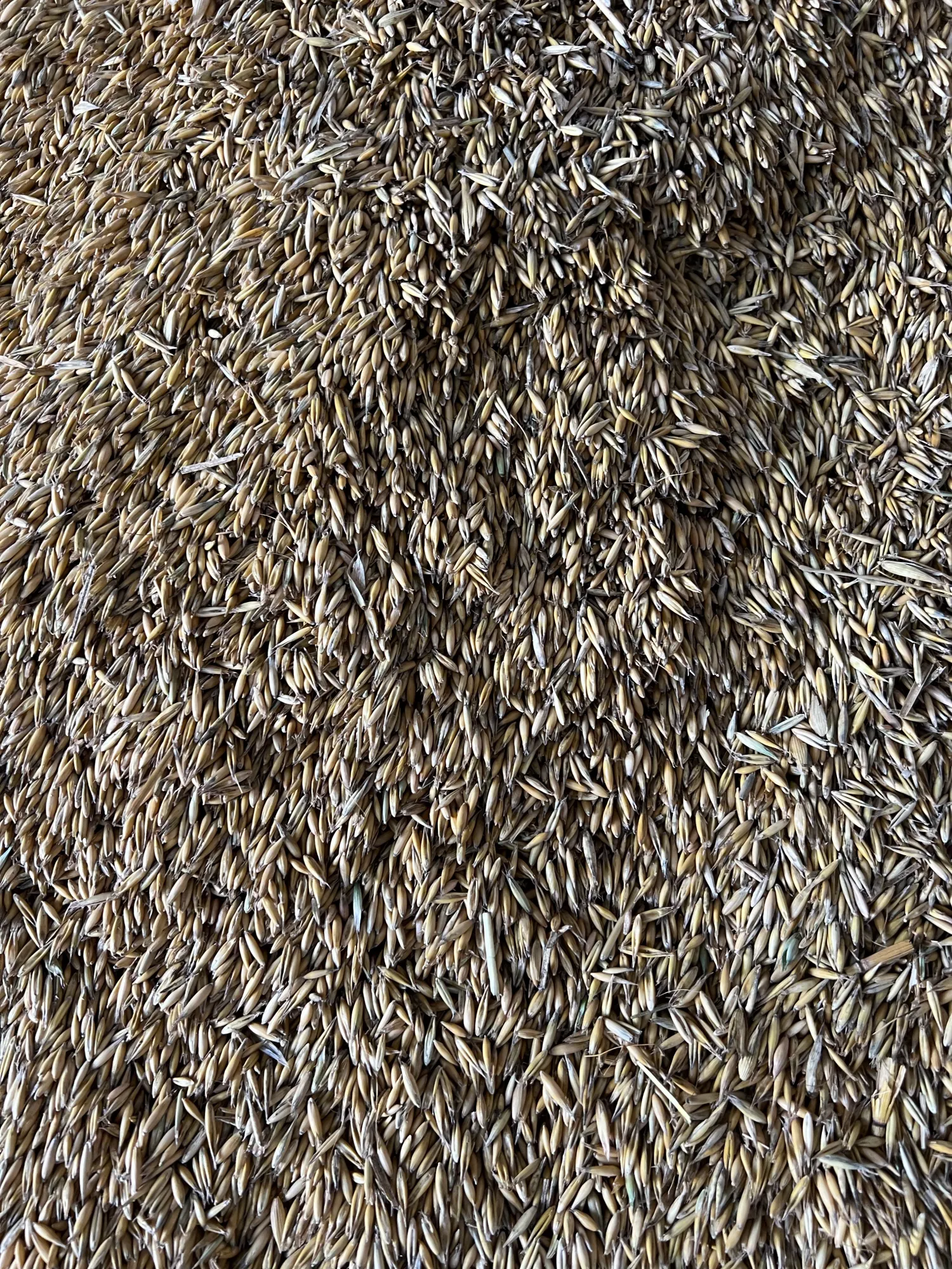 Haver, oogst 2025, Lion-variëteit