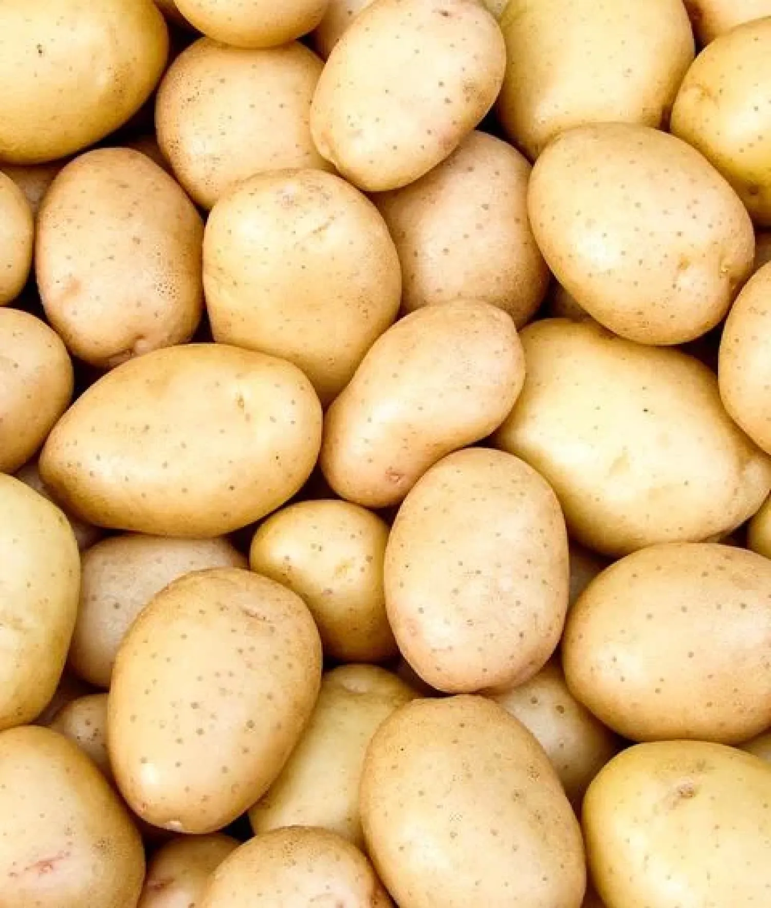 Zetmeelaardappelen Amado, 100 ton, ca. 20% zetmeel