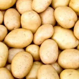 Zetmeelaardappelen Amado, 100 ton, ca. 20% zetmeel
