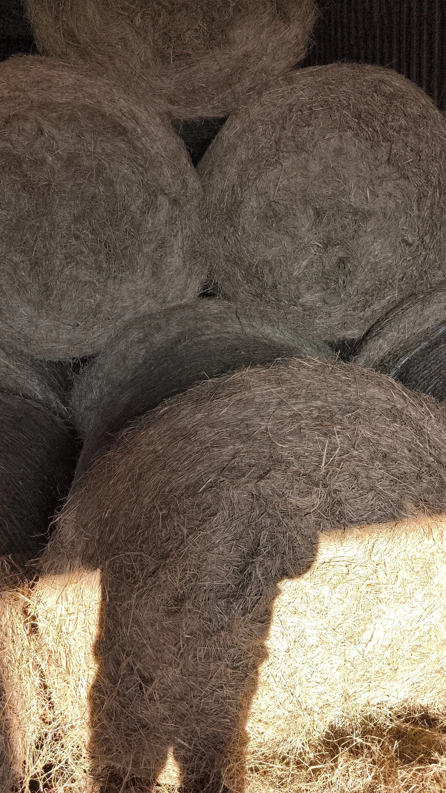 Hay Balen kopen - Droog & Geperste Ronde Balen