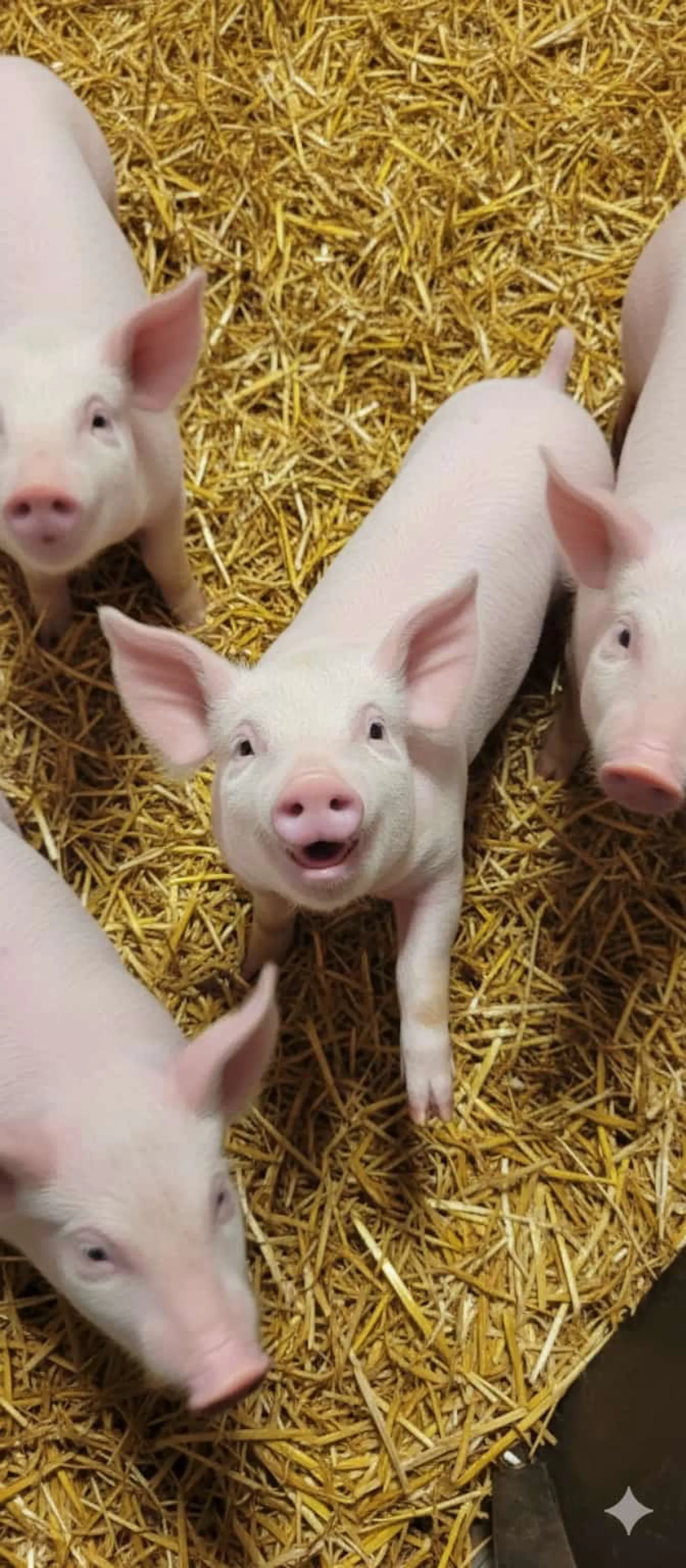 Slachtbiggen en spanferkels gezocht