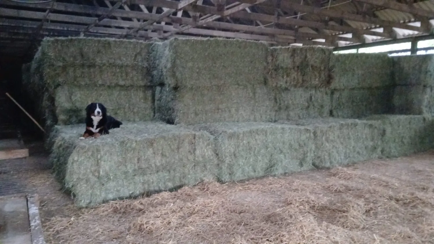 Hooi Oogst 2025: 400kg Balen te Koop