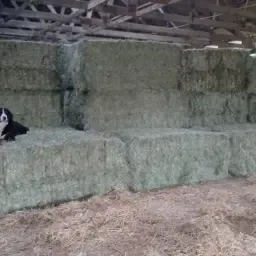 2e snee hooi 2025 - Grote vierkante balen, ca. 400 kg