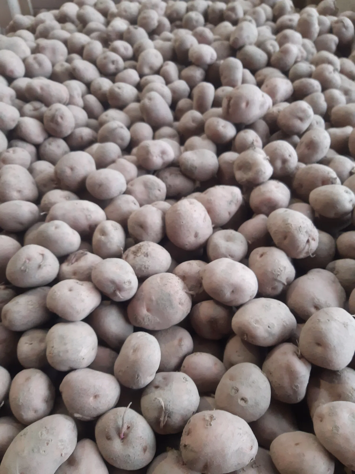 Irene Aardappelen: 13 Ton Beschikbaar voor Verkoop