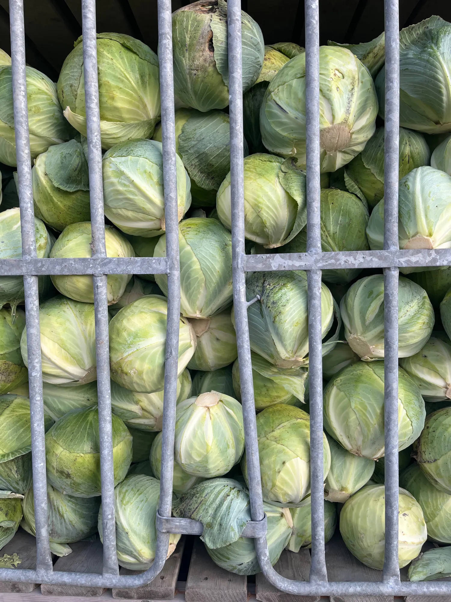 Biologische rode en witte kool te koop | Skal & Global Gap