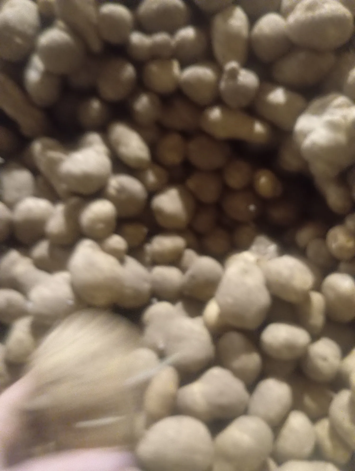 Aardappelen Palace - 500 Ton Beschikbaar