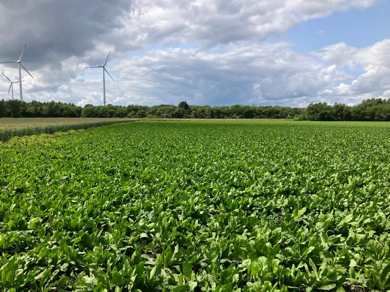 Landbouwgrond te huur gevraagd | Akkerland & weiland