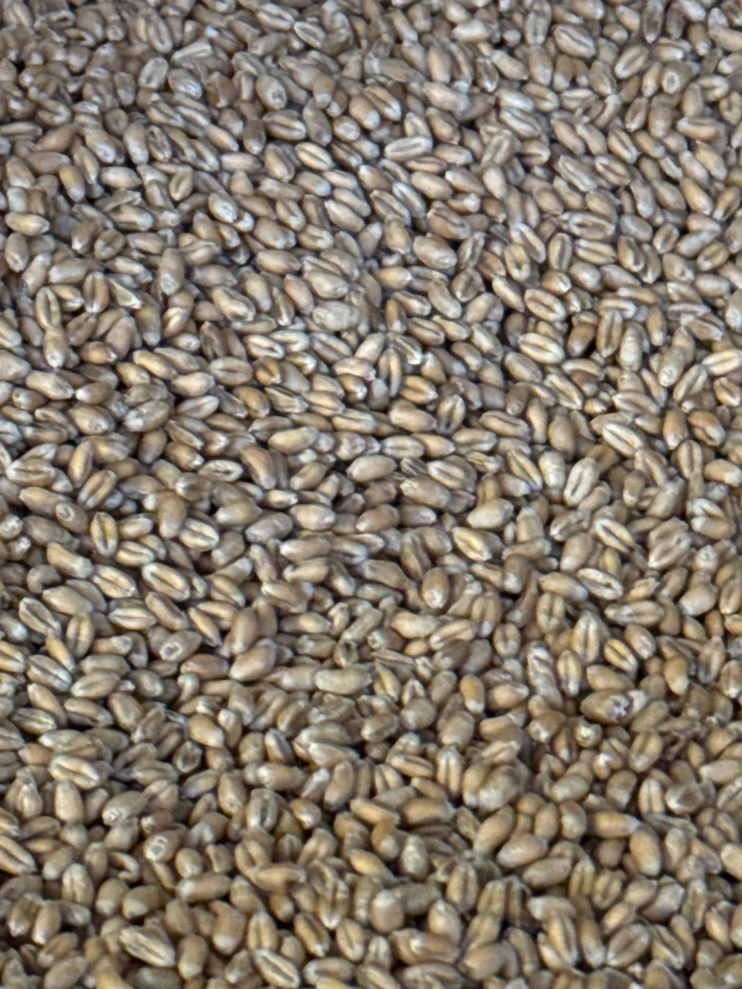 Tarwe voor Brood of Voeder - Bigbags, gereinigd, 850-900kg