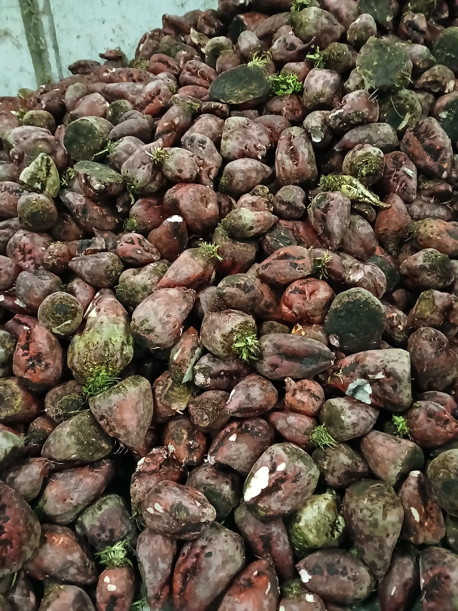 Voederbieten te koop: 150 ton beschikbaar