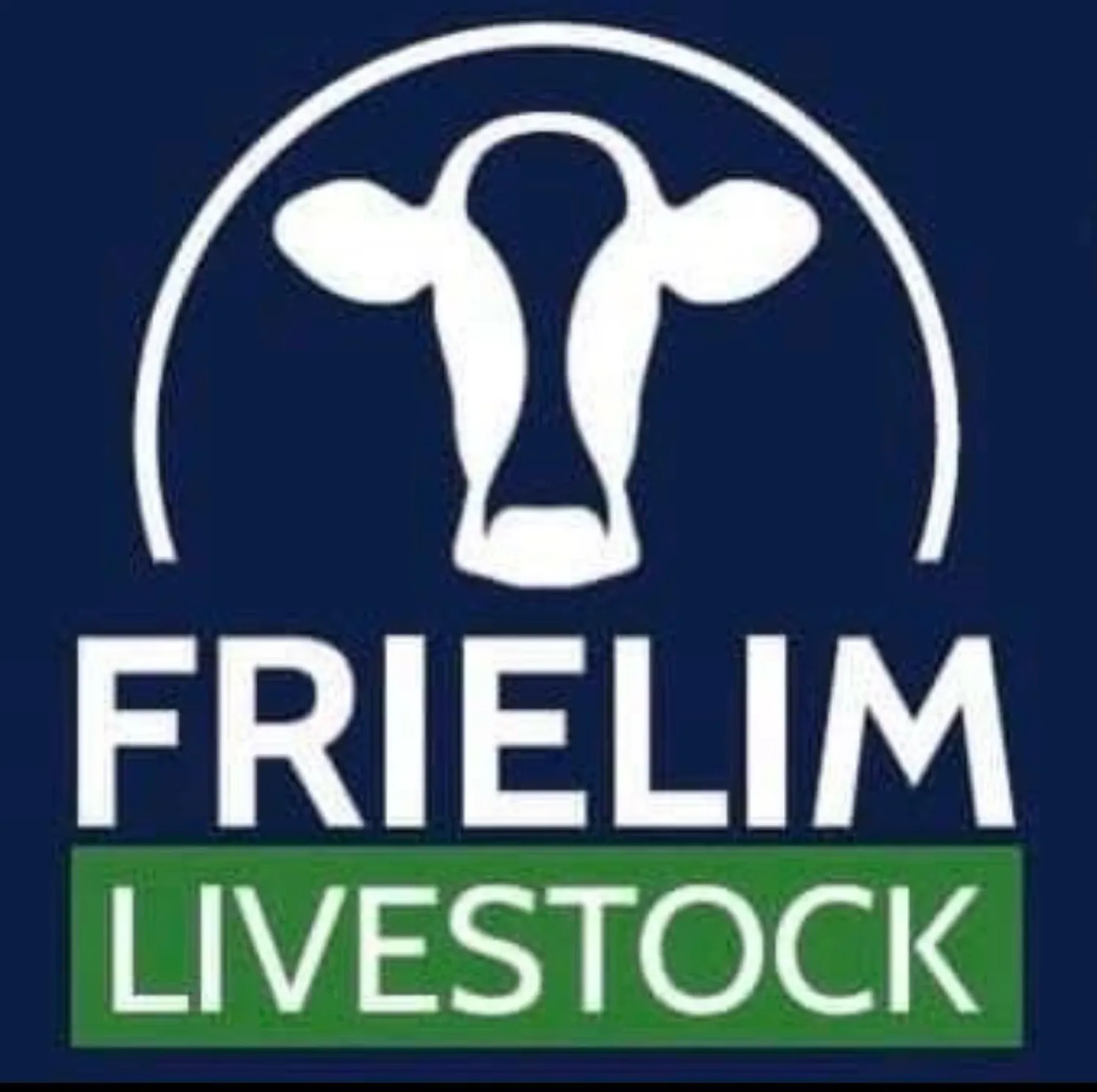 Novillas frescas en venta | Ganado lechero de alta calidad