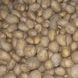 Семена от картофи Агрия за продажба - Различни размери