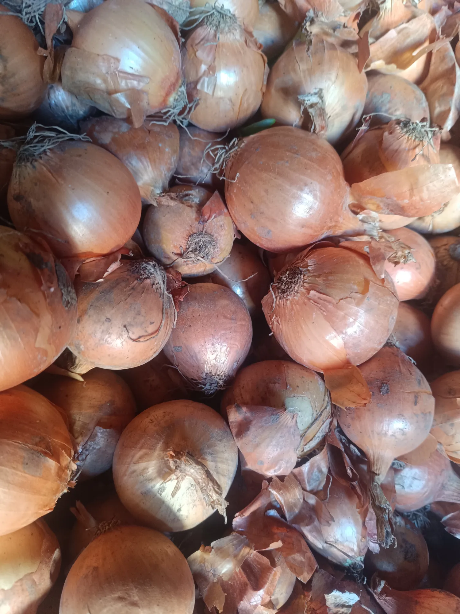 Gule løg til salg | Friske, høj kvalitet