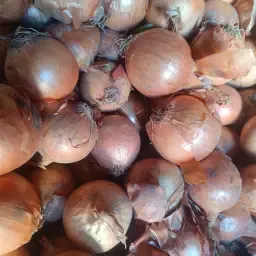 Gule løg til salg | Friske, høj kvalitet