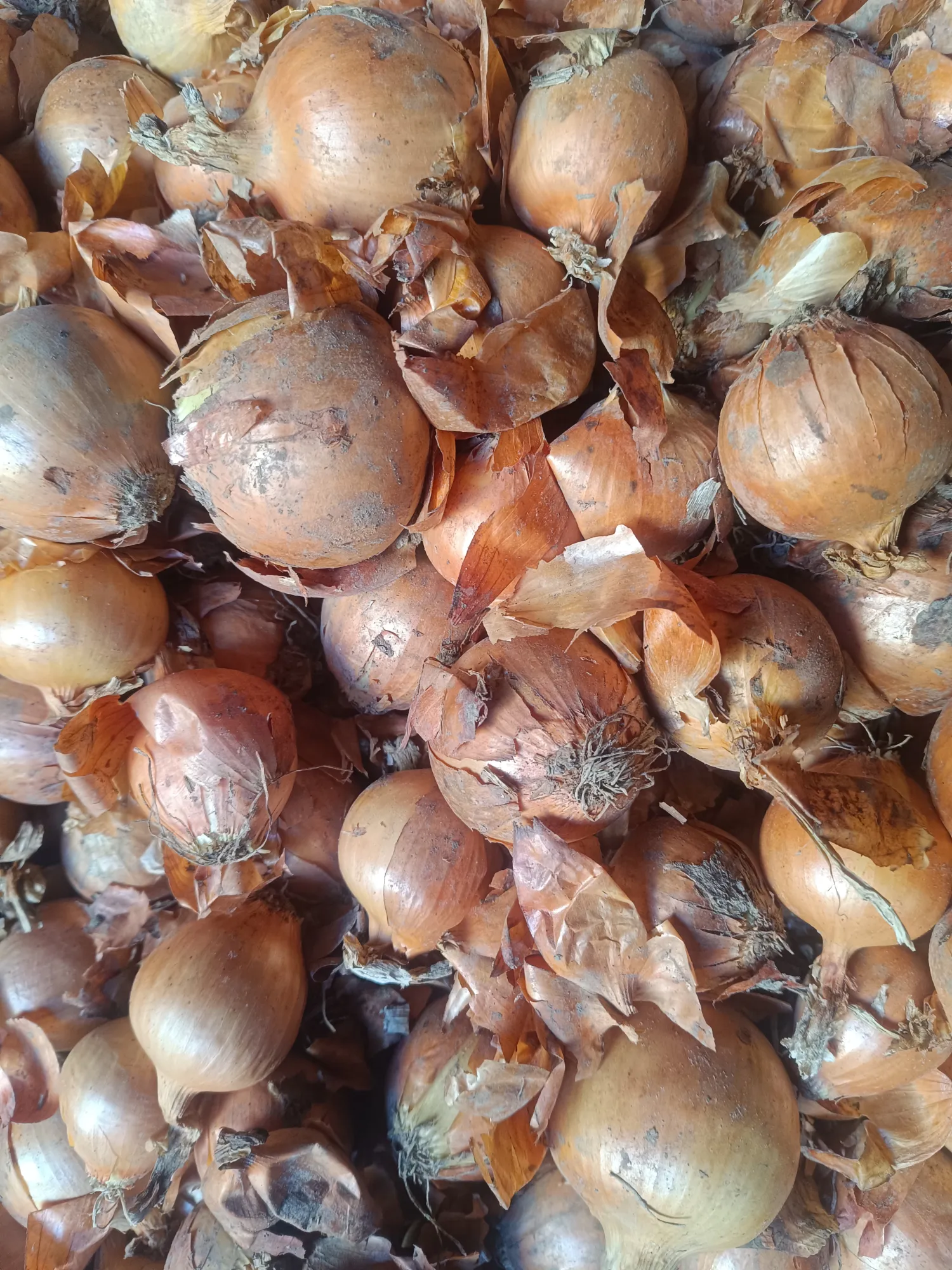 Gule løg til salg | Friske, høj kvalitet