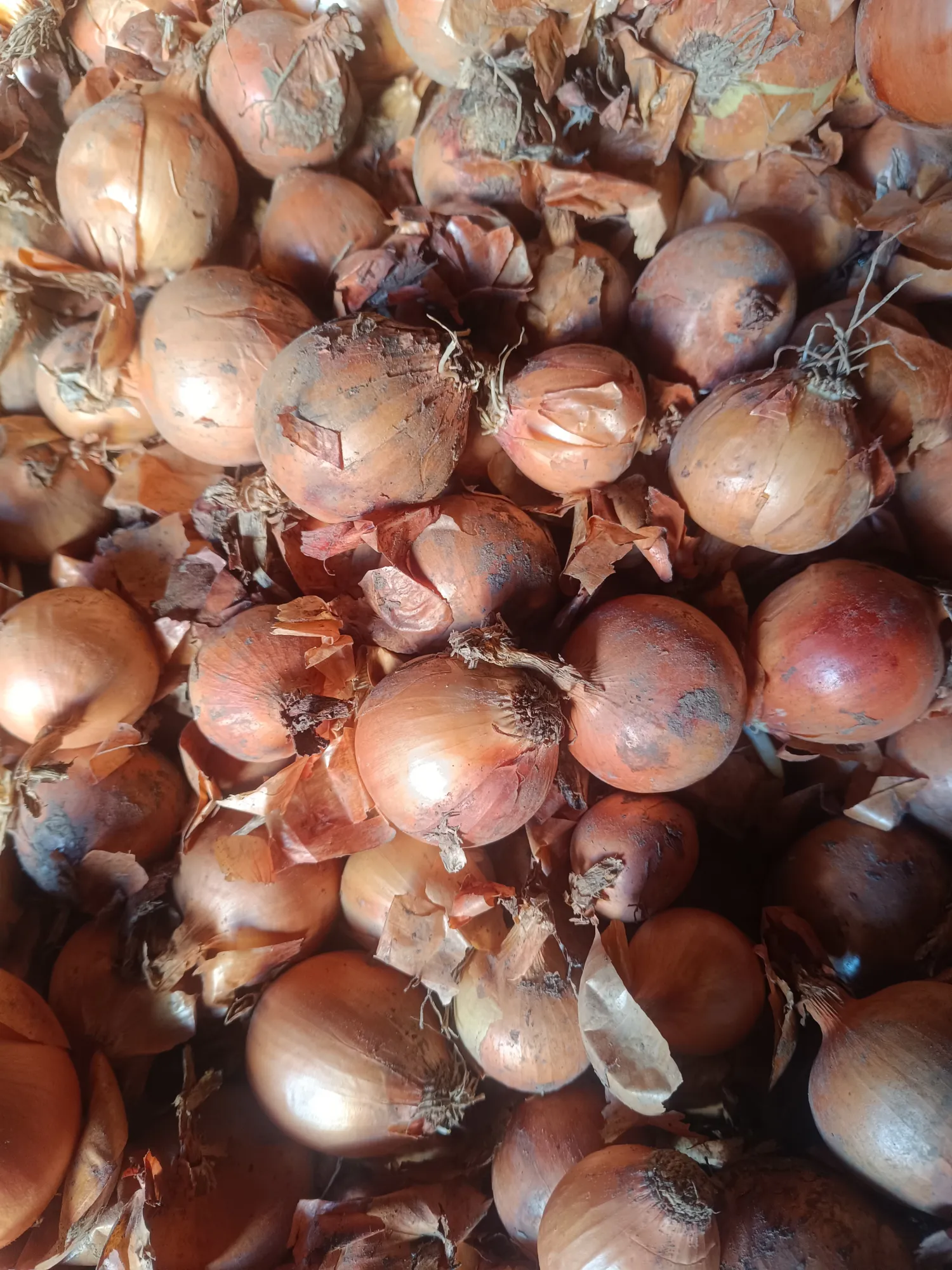 Gule løg til salg | Friske, høj kvalitet