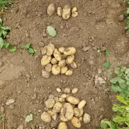 Napoleon Pflanzkartoffeln f. Chips | Größe 30/50 - 35/55 gesucht