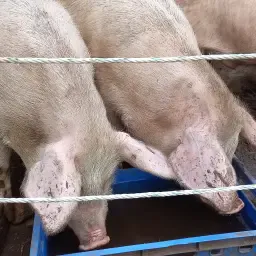 Pietrain/Duits Landras Varkens te Koop – Pasen 2025