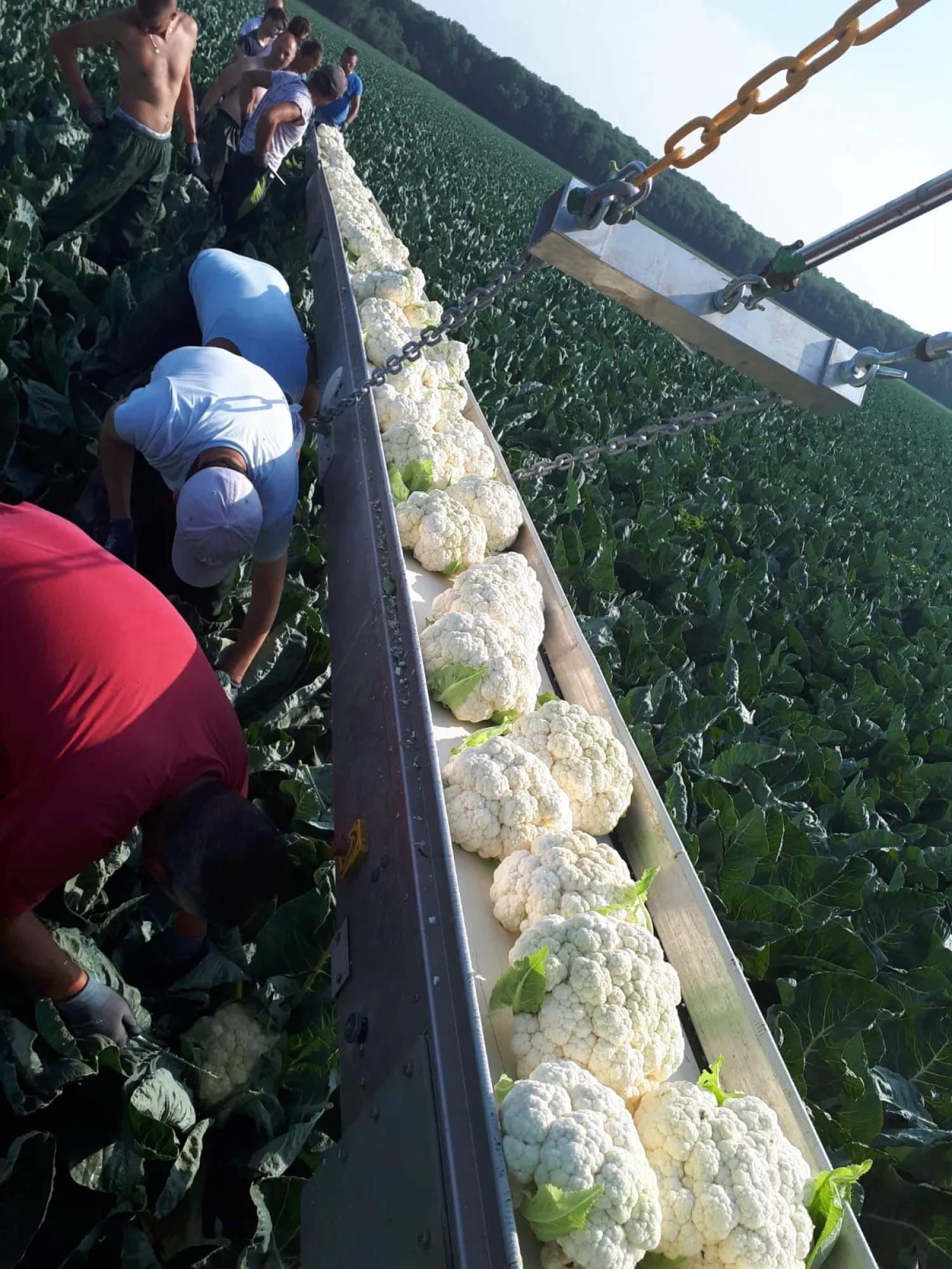 Taśma do zbioru warzyw - Aluminium, 15 metrów