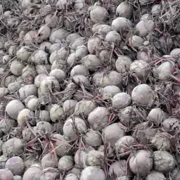 Sfeclă Roșie de Vânzare | Sfeclă Proaspătă pentru Comerț