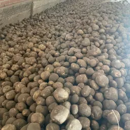 Zetmeelaardappelen Novano - 21% zetmeel - 100 ton