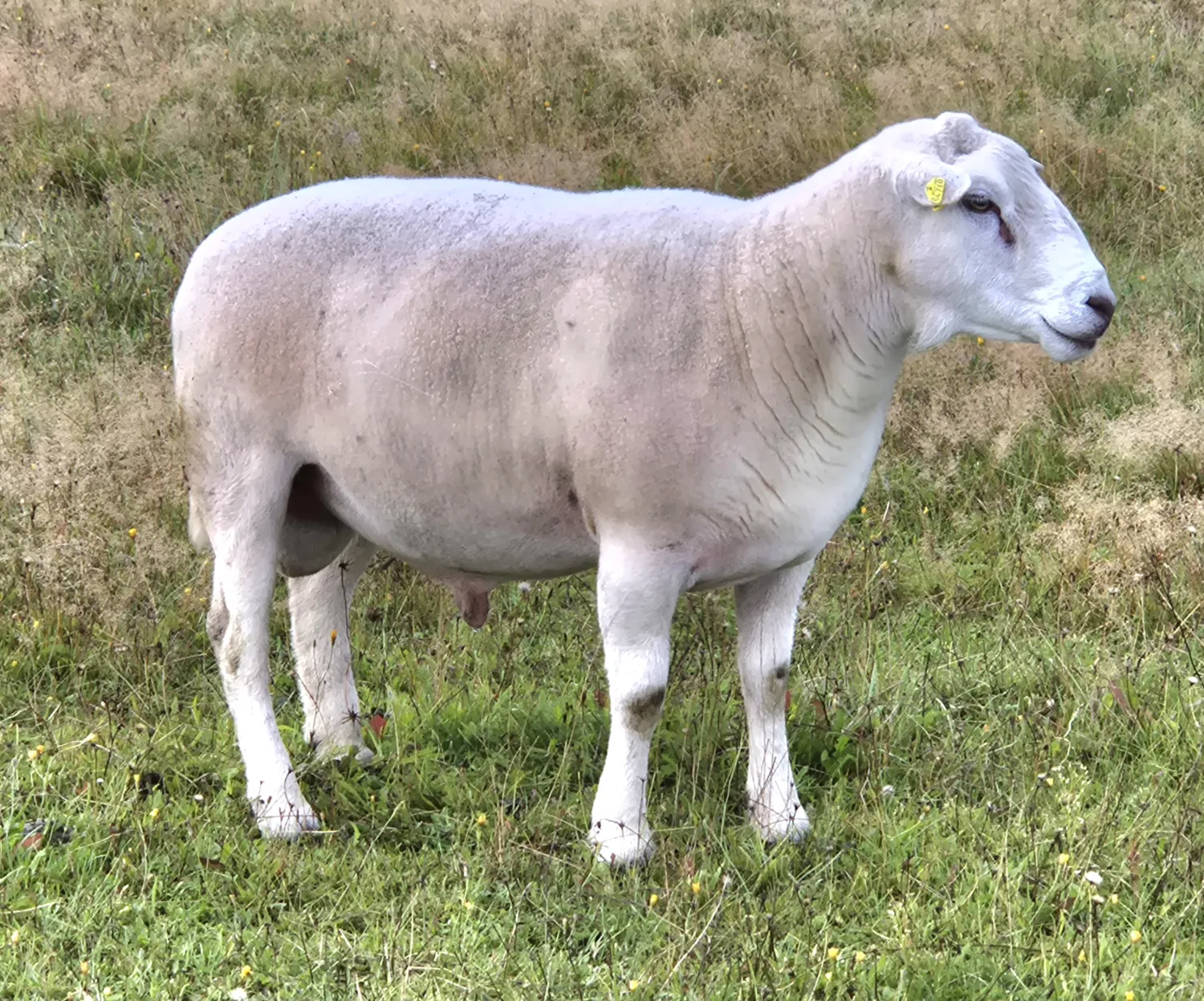 Nolana Schafe mit Spitzengenetik für Züchter