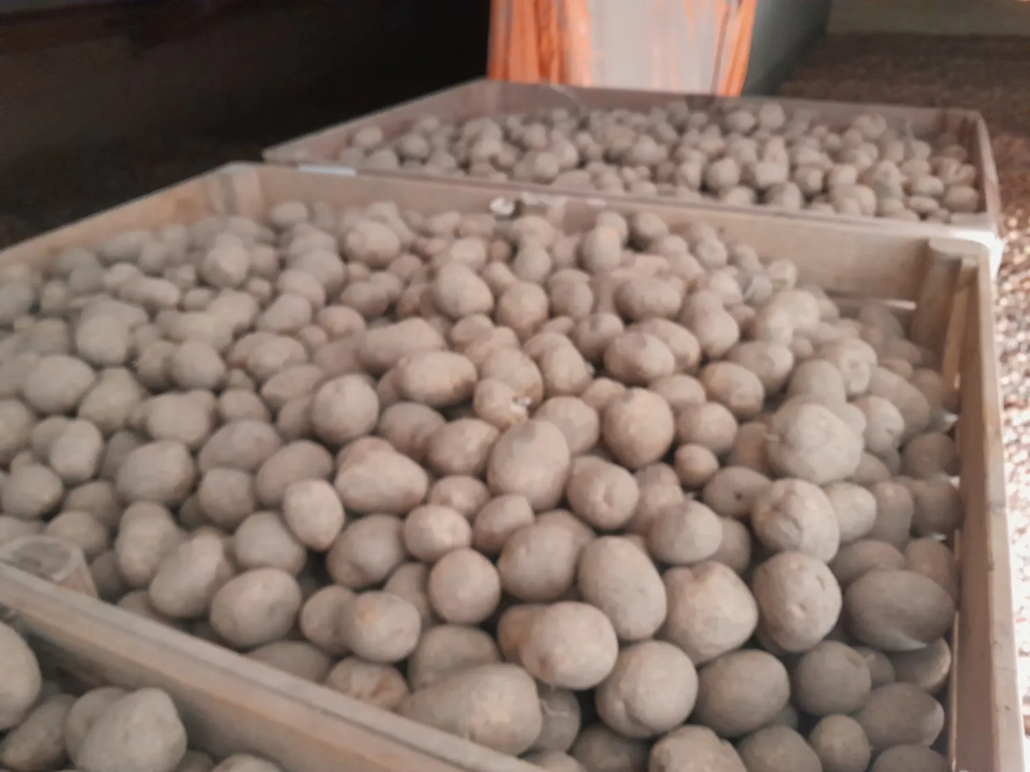 Bulk Arsenal Potatoes For Sale - 120+ Tons