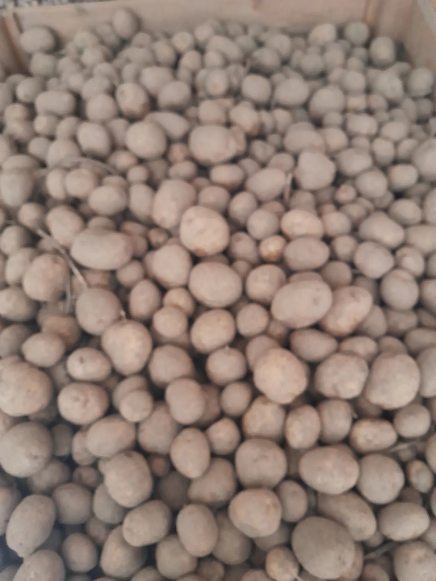 Bulk Arsenal Potatoes For Sale - 120+ Tons